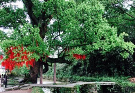 安徽最低调的古村,被誉为“中国水口园林第一村”,美景不输宏村