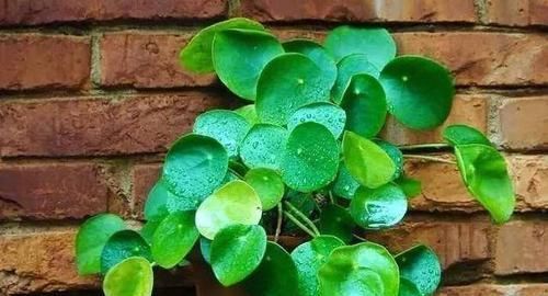  「观叶」6种浅埋土壤就能生长的植物，观花观叶各占一半