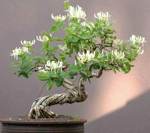 『枝条』金银花盆景要怎样修剪，才能更显苍劲古朴、自然优美！