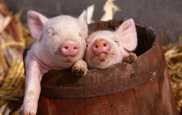 8月20日猪价：上涨，存栏降幅再扩大，猪价有望继续冲高