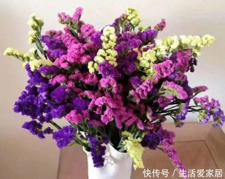 『花养』几种花养家里,开花漂亮寓意好,好养好看花期长,净化空气助睡眠