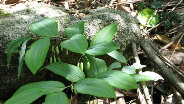  黄精：农村有“一宝”，曾是农民的“救命粮”，如今农民用来煲