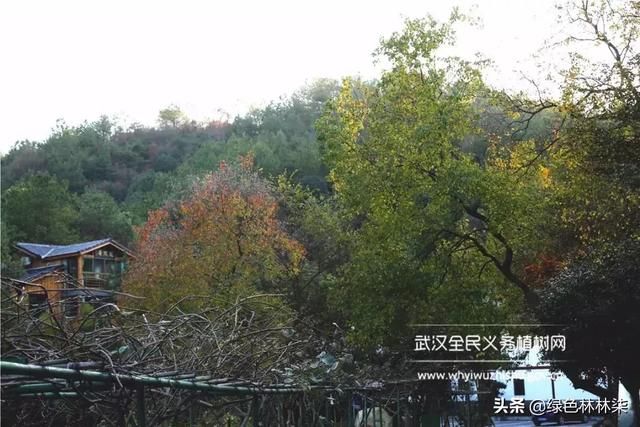 远离城市喧嚣！这个男人在黄陂建了座花海庄园，堪比“世外桃源”