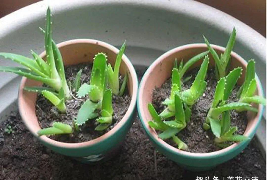  [植物的侧芽]轻松繁殖多肉植物的三种方法，不要觉得养多肉有多难