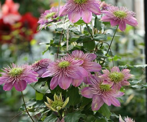  『能力』春天养花不能错过的爬藤植物，发芽能力强，栽一次开花爆盆好多年