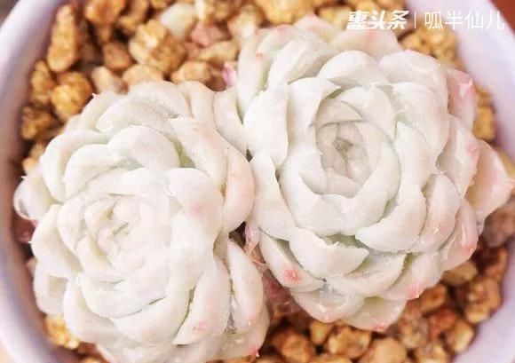  『白菜』多肉断水12天,绿白菜秒变红舞娘,想要上色就得...