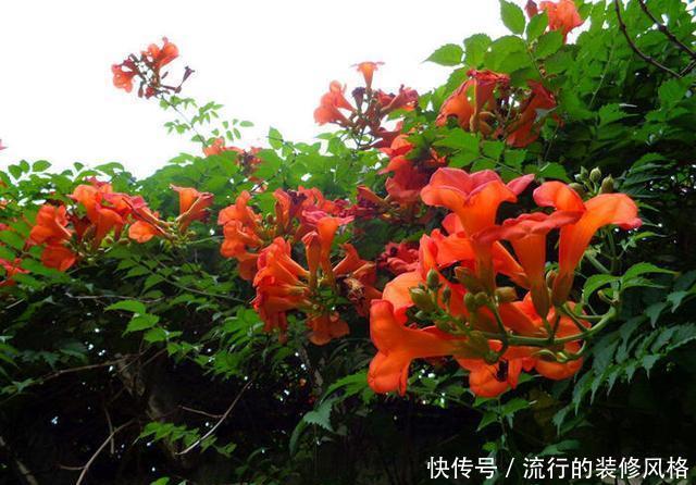  能力|一种花攀爬能力强，名叫凌霄花，现在种一棵轻松养出花墙