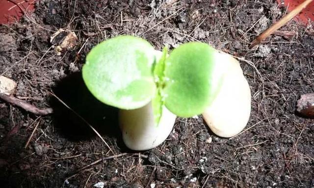 凤仙花|凤仙花生长记录:带你揭秘凤仙花成长过程