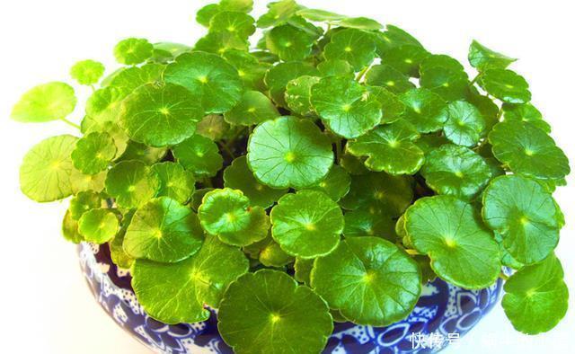 技巧|铜钱草水培技巧,只要4步,让你家铜钱草葱葱郁郁,高贵大气