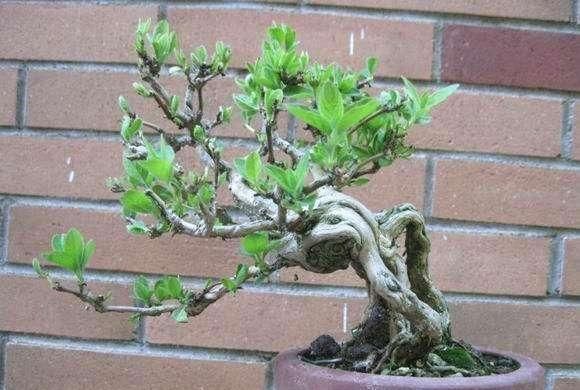  [芳香]养盆栽金银花，有“4点”很重要，开花更多、芳香，长成漂亮老桩