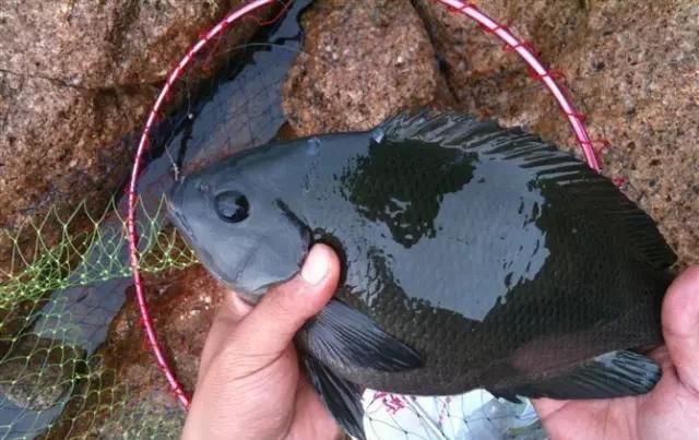  「东山叫红」46种海钓常见的鲷类鱼，最后一种高价的鱼原来也是鲷鱼，才知道