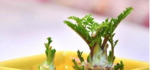  「白菜」“废根”不要丢，埋土“留半截”，20天成“盆栽”，还开花结果