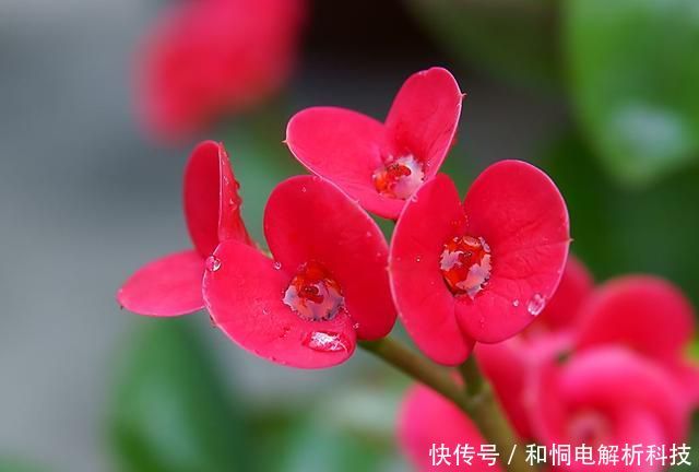 艳丽@喜欢养花就养此3种,开花艳丽味道香,家里养一盆,养出小花园
