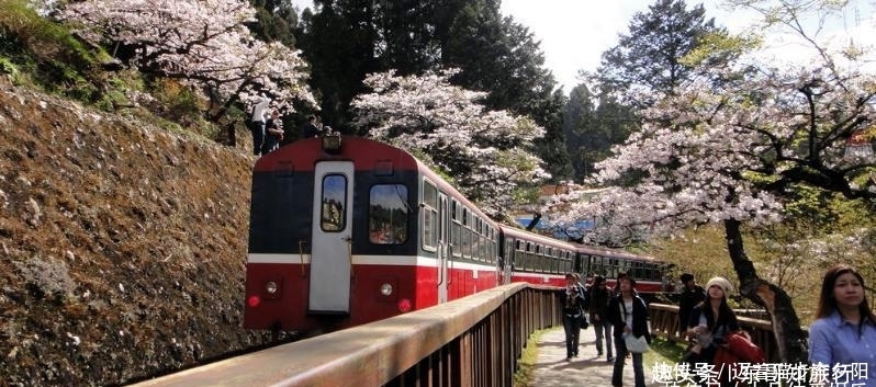 去台湾旅游为什么一定要去阿里山，当地人都说因为阿里山的五奇