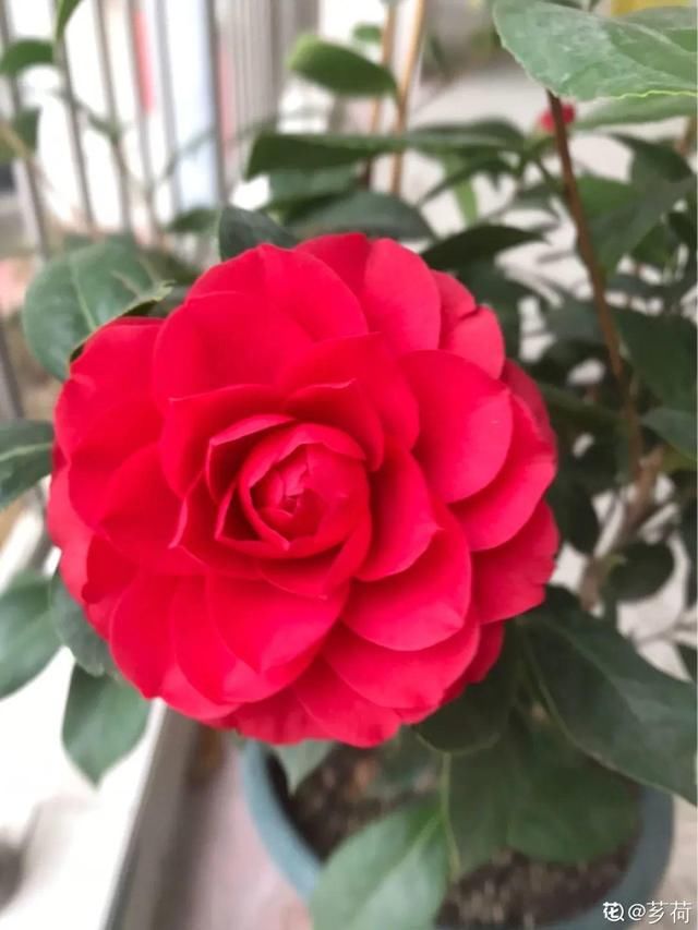 春天:20种春天爆盆花,阳台养一盆,天一暖和就开爆!