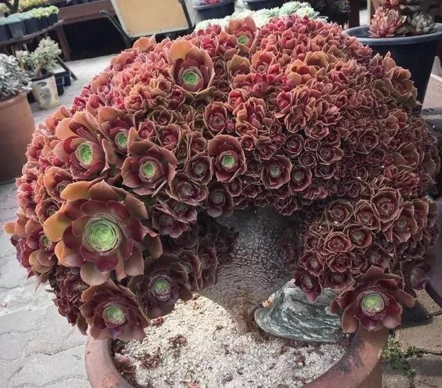 \"l3\": \"室内养什么植物比较好呢?\"多肉进入休眠期,种植多肉需要多大尺寸的花盆呢?