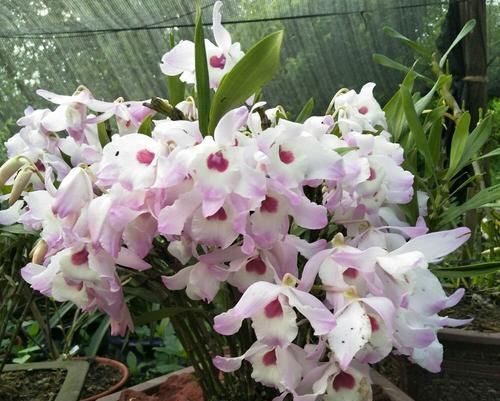 『石斛』分享我的石斛故事:养石斛兰根系不是那么重要,无根也能冒芽开花