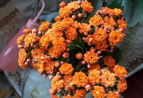  #喜欢#喜欢养菊花，不如养“优良玫瑰”宠爱小姐，花瓣金黄，视觉感强烈