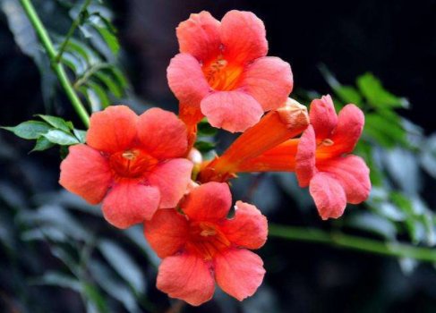 观赏价值:阳台养花老是焉?不如养盆耐旱花,在阳台暴晒,花朵也能繁盛鲜艳