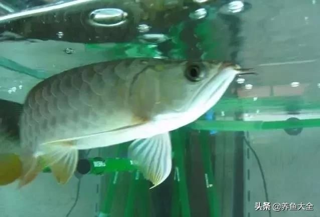  「漂亮」这么漂亮的龙池，竟然用3个垃圾桶做过滤？