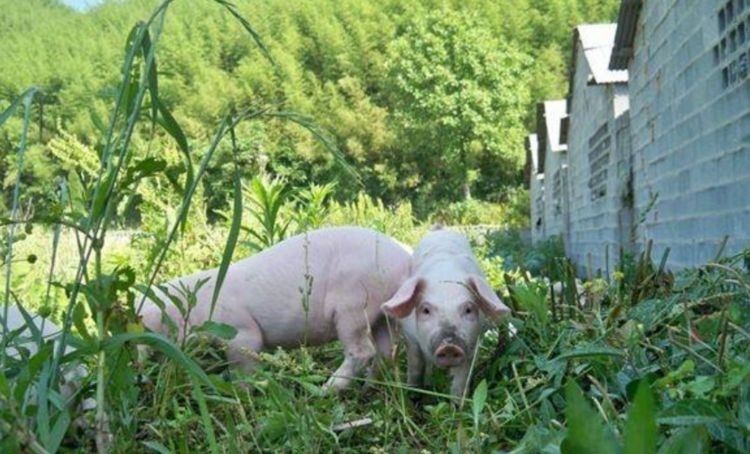  「养殖户」国家鼓励散户养猪,可以放开养了吗?小养殖户该怎么避