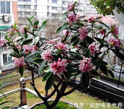 『扦插』3种花叶都“香”的树,家里养一棵,不但香喷喷,还能驱蚊虫!