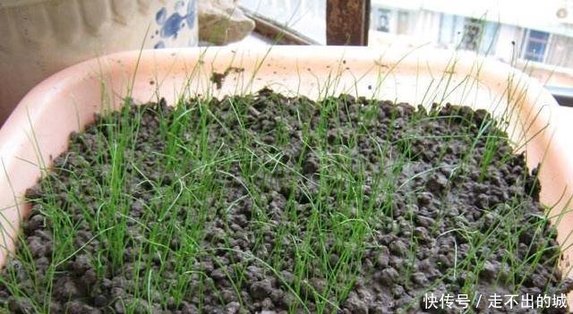  「种种」阳台种种韭菜，4个小窍门，棵棵粗的像小葱，一年能割10茬