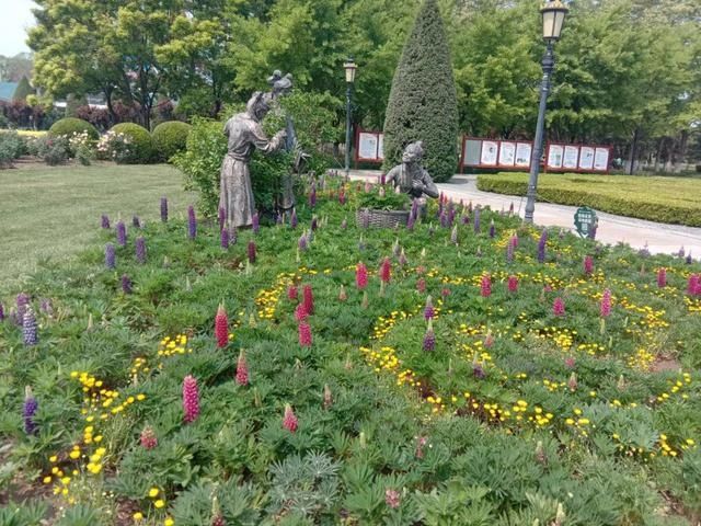  『盛花期』原来鲁冰花真的是一种花，这里有10万株进入盛花期