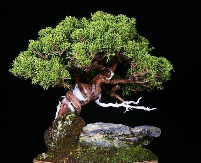 香港盆景展会作品欣赏,审美是人的天性,体验极简盆景带来的美