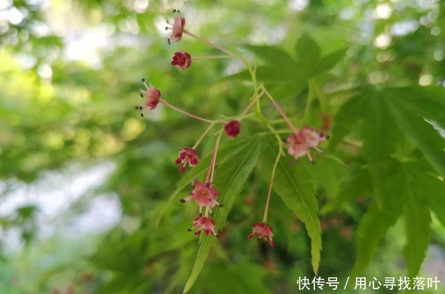  【春风】花开花落弹指间，唯有春风年复年！
