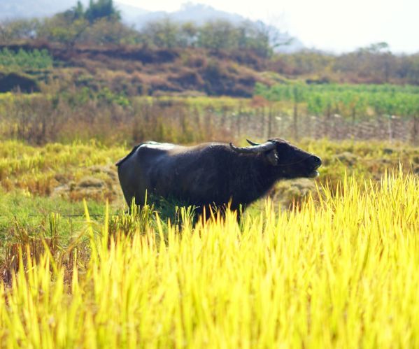 国内最“香”的古村，被称为深山里的布达拉宫，游客都赞不绝口