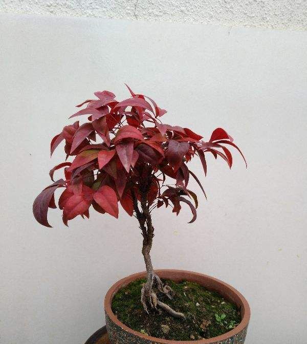  『特别』红艳堪比天边晚霞，观叶植物也能比花美，养一棵真值！