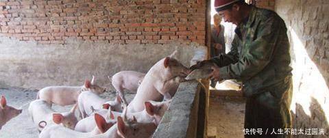 不是养猪行业越来越不赚钱，而是三条蛀虫越来越不知足