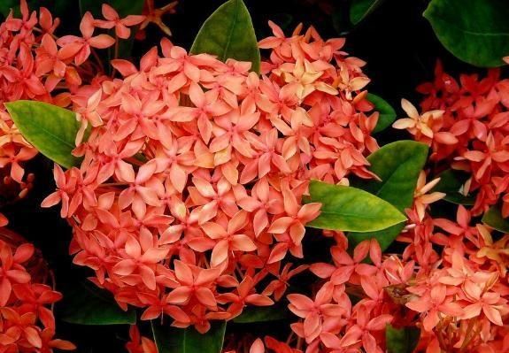  「花苞」家养“龙船花”，一口“激素”不能少，花苞上百，花一开就上千朵