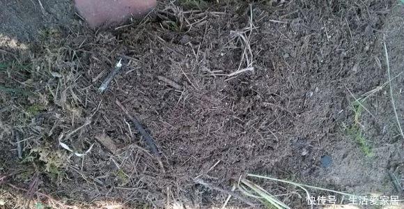 『花儿』自带肥力的3种花土,用上1种不烂根不黄叶,花儿蹭蹭疯长!