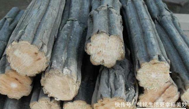  树木@这种树木，人称“降龙木”，当下极为珍贵，且价值胜比黄金