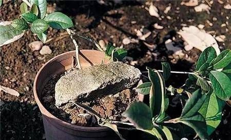 #拥有#5种压条方式,让你迅速拥有新的植物!