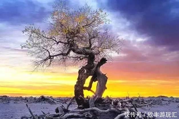 额济纳旗下雪了！雪后的白色胡杨林，惊艳了所有人！