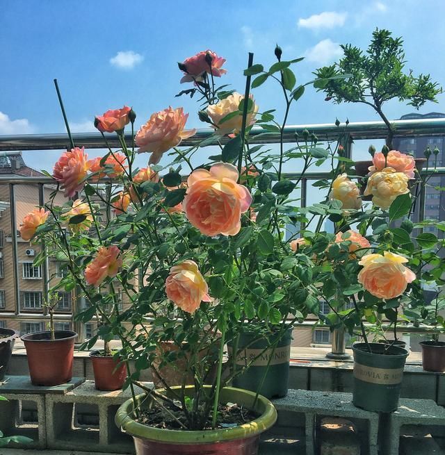  「三角梅」春天试养这几款花，全年花开不断，开花色泽鲜艳，花香四溢，超美