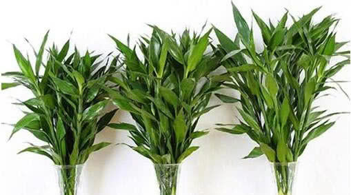  阳光@这3种植株不能“晒”，你把它放阳台上养，不黄叶才怪！