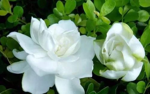 『肥皂水』花卉种植技术:栀子花生根营养液制作,食用白醋促使快速生根!