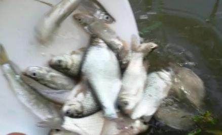  小河■野钓乡下小河,这里鲫鱼泛滥成灾,是个爆护的好地方