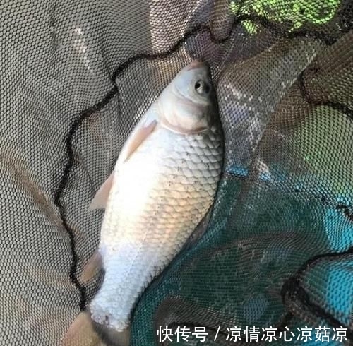  #自然水域钓#野钓总是空军？老钓友教你4个不空军的妙招，效果不是一般的好