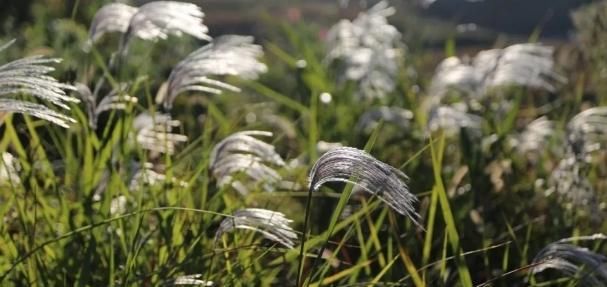 把这些“野草”搬进花园，感受一年四季的自然野趣