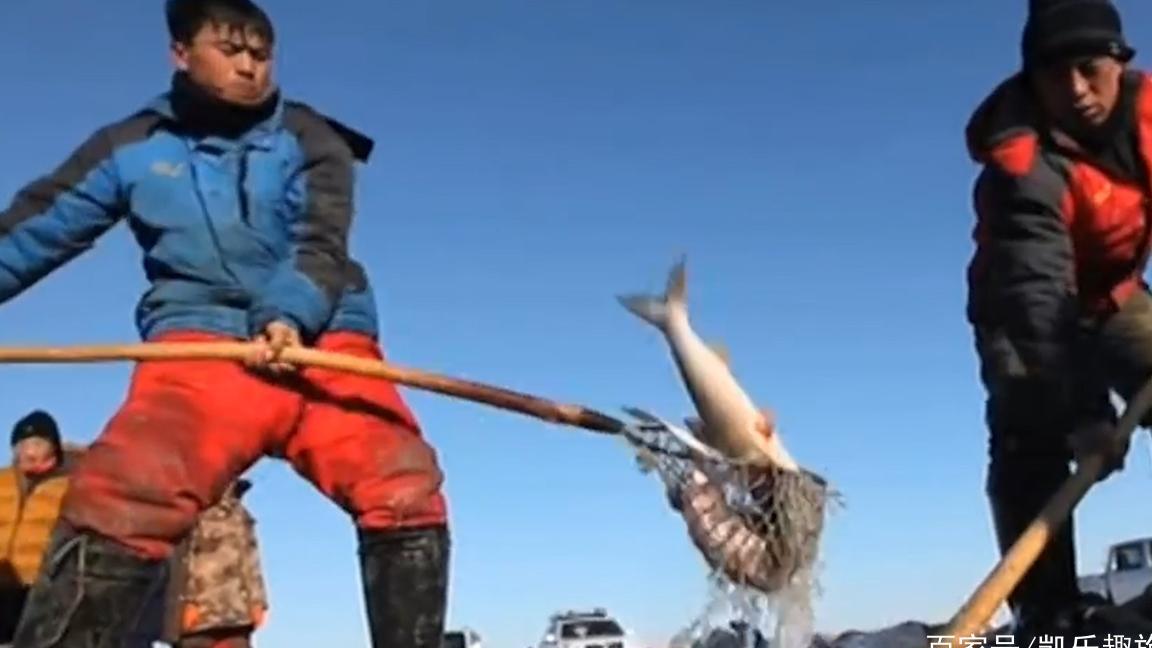 比黄金还要贵！今年查干湖冬捕，头鱼拍出999999元的天价