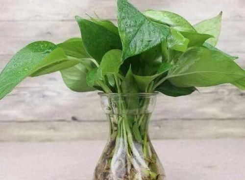  「枝条」水培繁殖绿萝怎么做？按照2步简单操作，养1周根须就能抱成团