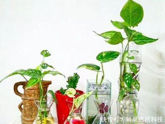 【水培花】水培花容易烂根该怎么办?4方面细节解说,让你轻松护理好花根