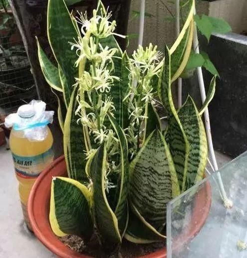  [扦插]我养虎皮兰长的真慢啊！给它喝了点“啤酒”，蹭蹭长到一米五！
