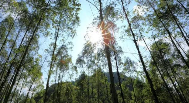  水土保持|为什么桉树被称为“断子绝孙树”？