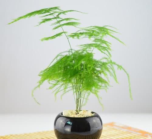  『浇水』文竹具有文雅之气，想要想好一盆文竹，如何浇水是关键